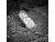 NEG2113